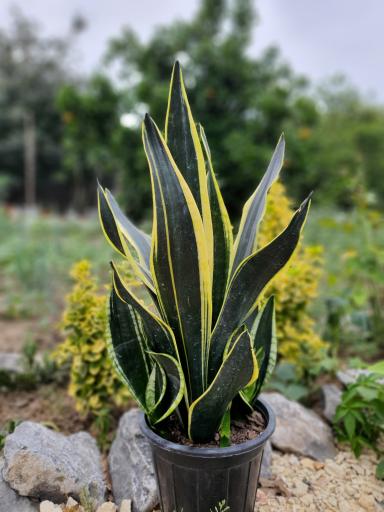 عکس گلکده ساج گل