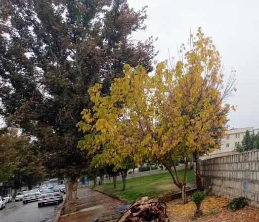 عکس بوستان امام