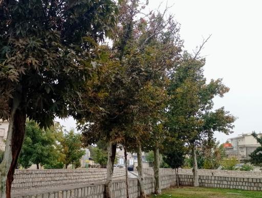 عکس بوستان امام