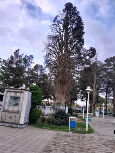 عکس پارک جنگلی سید مرتضی