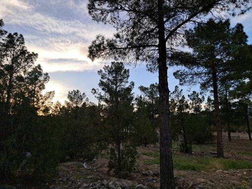 عکس پارک جنگلی سید مرتضی