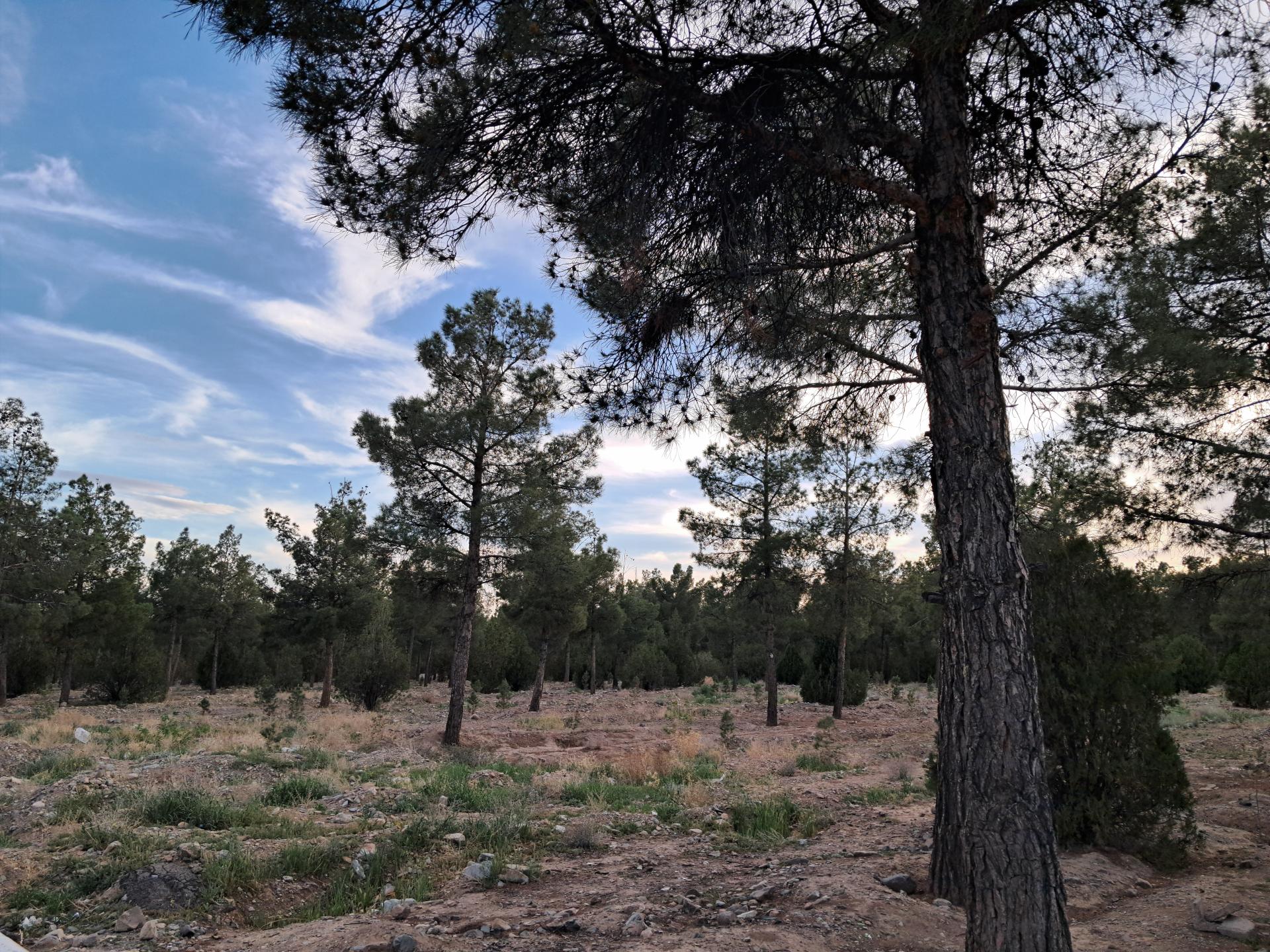 عکس پارک جنگلی سید مرتضی