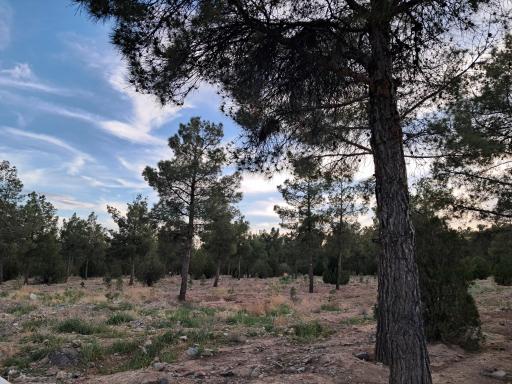 عکس پارک جنگلی سید مرتضی