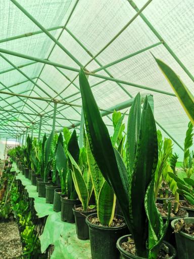 عکس گلخانه رویال گل