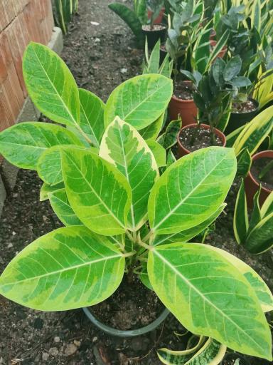 عکس گلخانه رویال گل