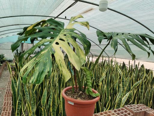 عکس گلخانه رویال گل