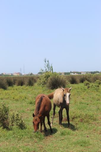 عکس چراغ پشتان