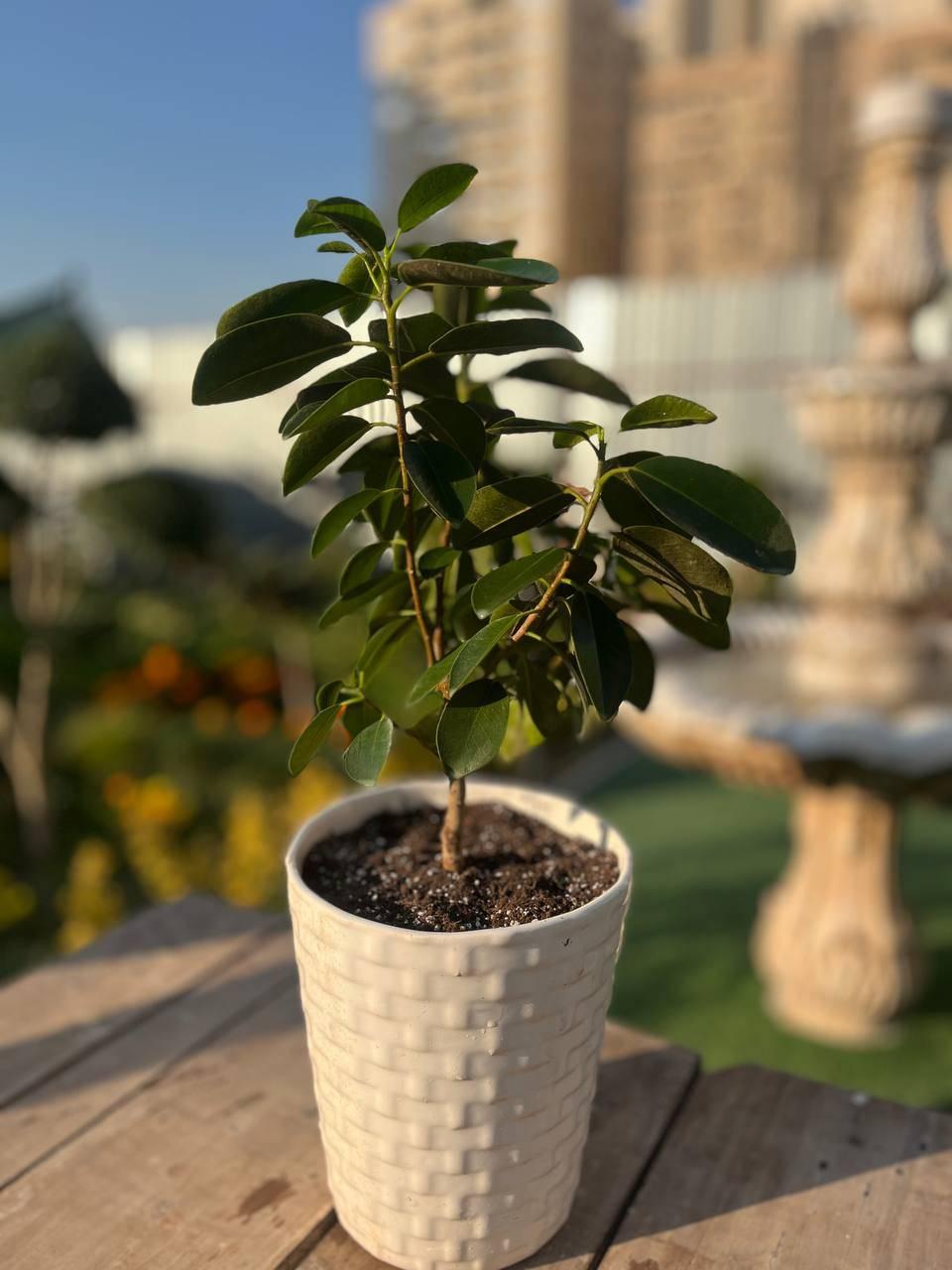 عکس گل فروشی یارا فلاورز