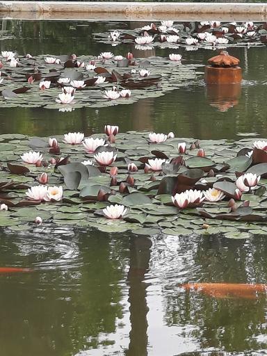 عکس حوض نیلوفر 