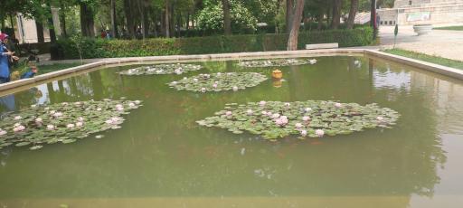 عکس حوض نیلوفر 