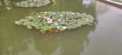 عکس حوض نیلوفر 