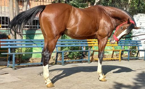 عکس مجموعه سوارکاری و تیراندازی با کمان سمند