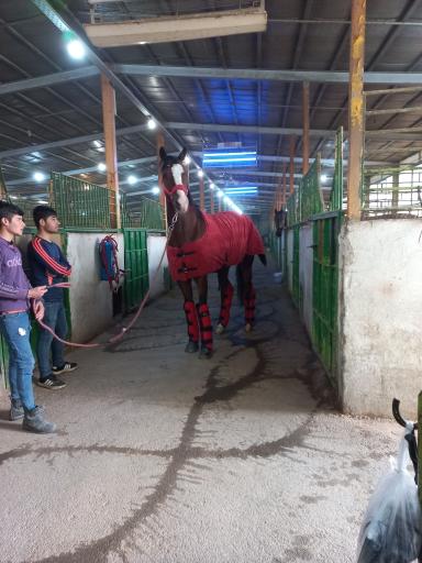 عکس مجموعه سوارکاری و تیراندازی با کمان سمند