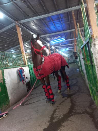 عکس مجموعه سوارکاری و تیراندازی با کمان سمند