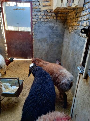 عکس گوسفندفروشی حسن زاده