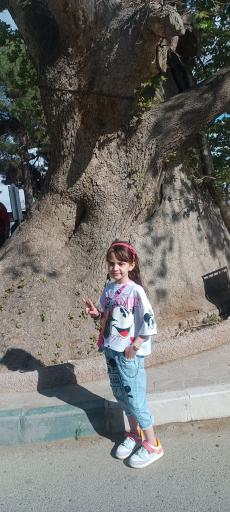 عکس چنار‌ سوخته سعید آباد