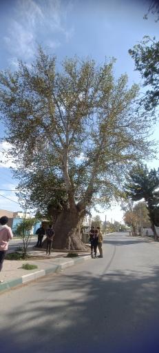 عکس چنار‌ سوخته سعید آباد