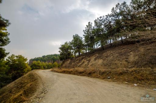 بوستان جنگلی لویزان