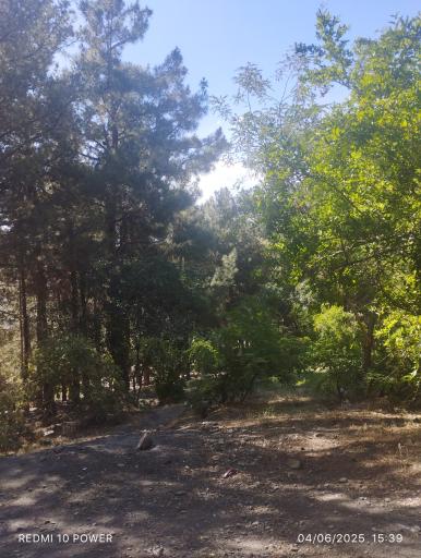 بوستان جنگلی لویزان