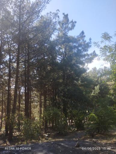 بوستان جنگلی لویزان