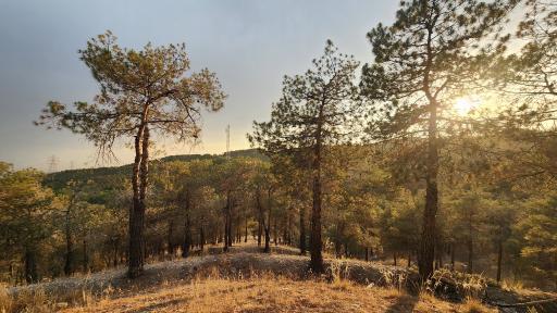 عکس بوستان جنگلی لویزان