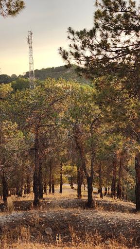 بوستان جنگلی لویزان