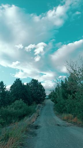 عکس بوستان جنگلی لویزان