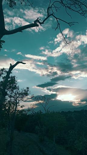 عکس بوستان جنگلی لویزان