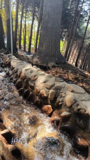 عکس بوستان جنگلی لویزان