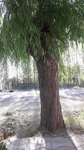 عکس آتا باغی