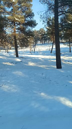 عکس بوستان جنگلی لویزان