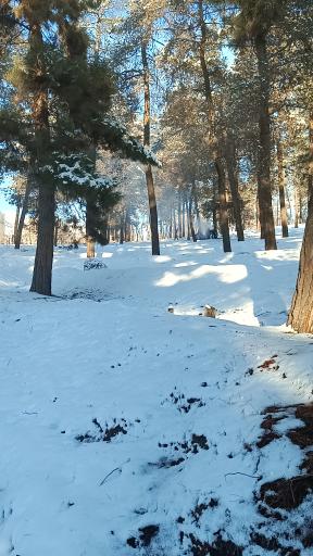 عکس بوستان جنگلی لویزان