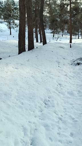 عکس بوستان جنگلی لویزان