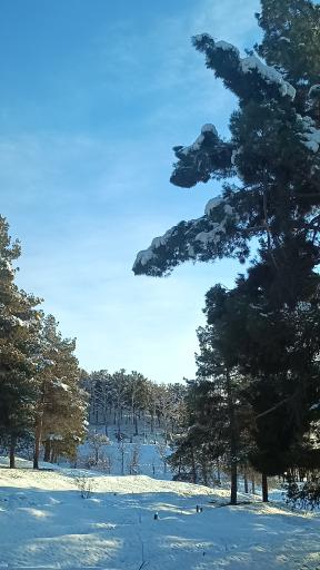 عکس بوستان جنگلی لویزان