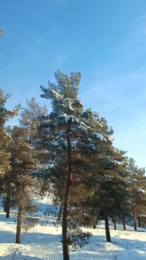 عکس بوستان جنگلی لویزان