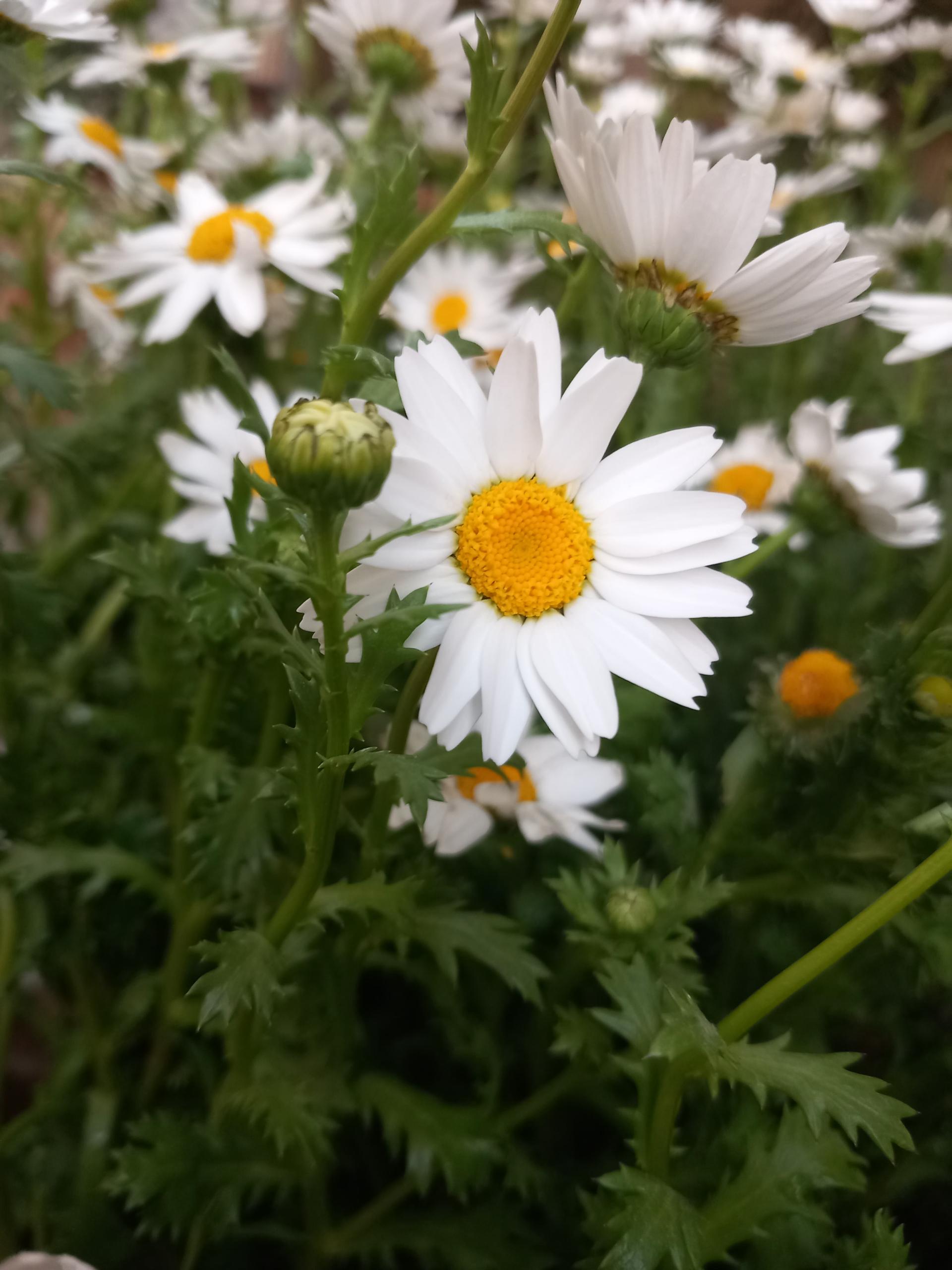 عکس گل و گلدون آلند