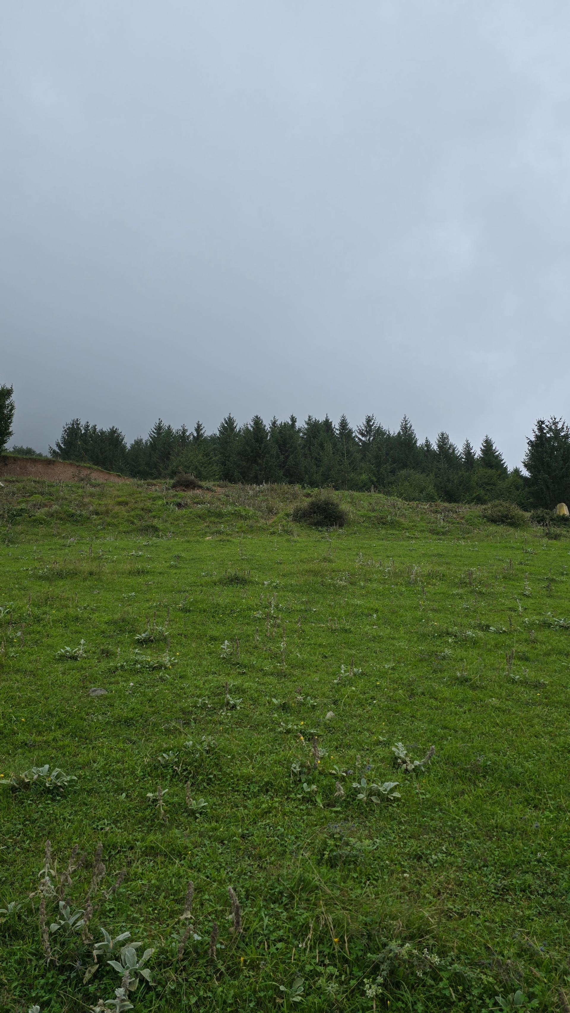 عکس جنگل مجل