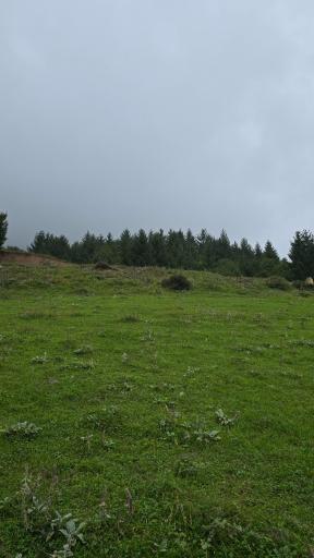 عکس جنگل مجل