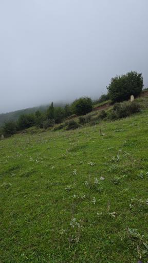 عکس جنگل مجل