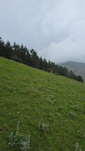 عکس جنگل مجل