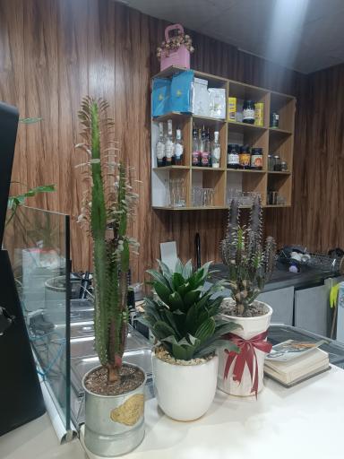 عکس کافه نکست