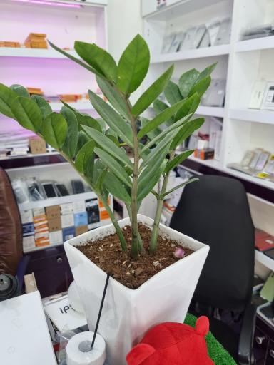 عکس پخش قطعات اورج