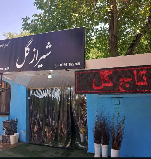 عکس شیراز گل
