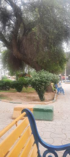 عکس پارک شهید صباغیان (باغ معین)