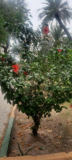 عکس پارک شهید صباغیان (باغ معین)