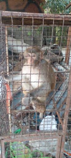 عکس باشگاه سوارکاری رضا