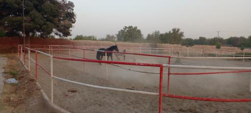 عکس باشگاه سوارکاری رضا