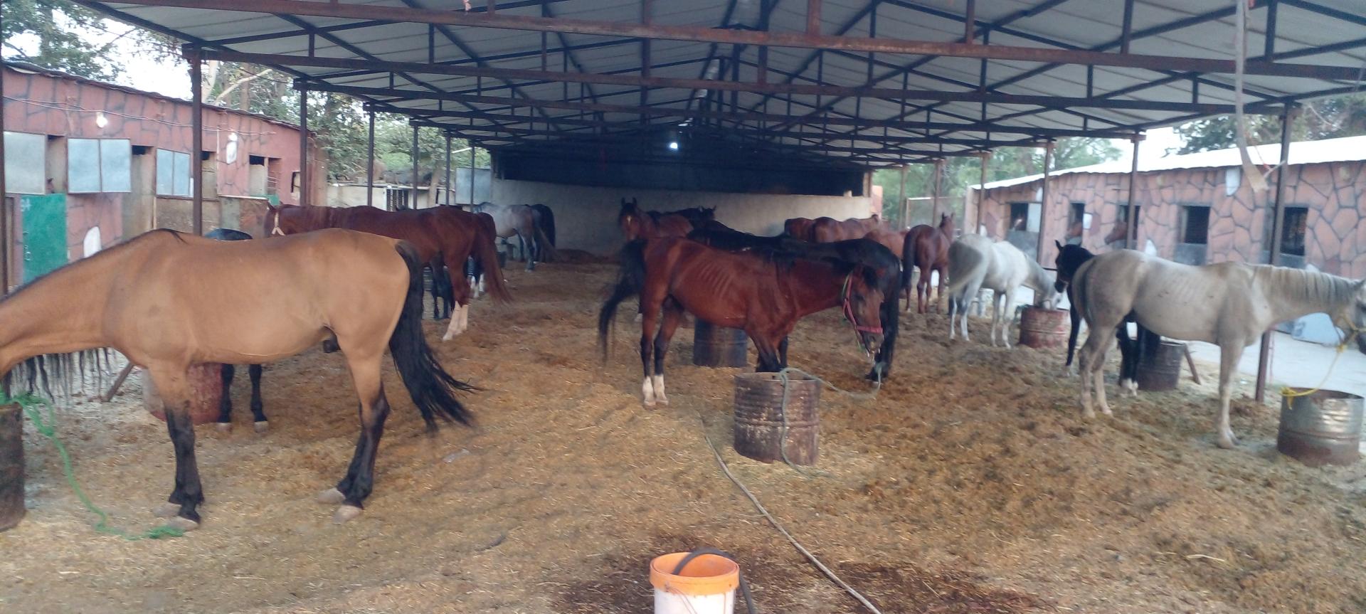 عکس باشگاه سوارکاری رضا