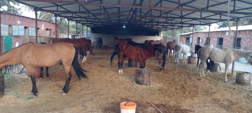 عکس باشگاه سوارکاری رضا