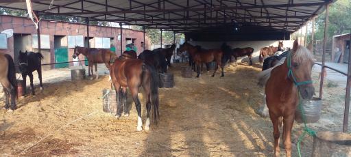 عکس باشگاه سوارکاری رضا